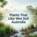 plants that like wet soil australia