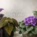 plants with velvety leaves