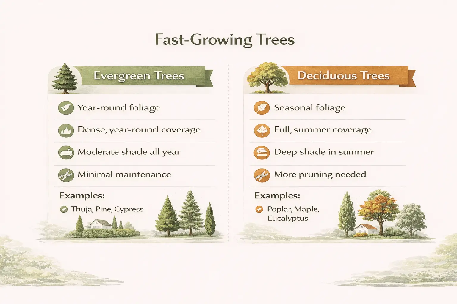 quick growing evergreen trees