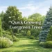 quick growing evergreen trees