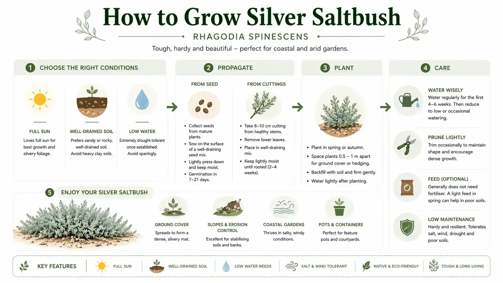 silver saltbush