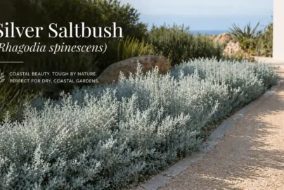 silver saltbush