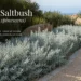 silver saltbush