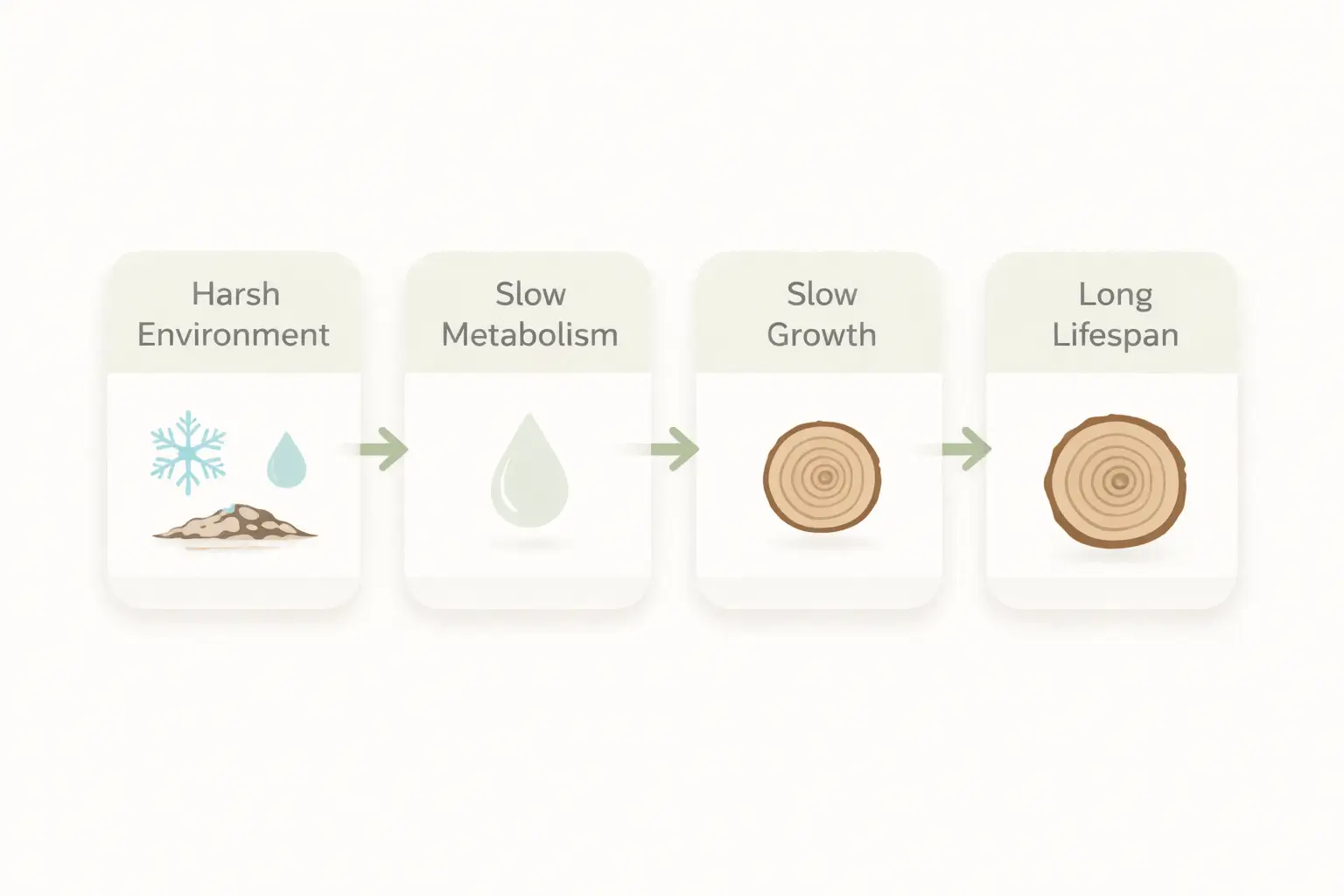 slowest growing tree
