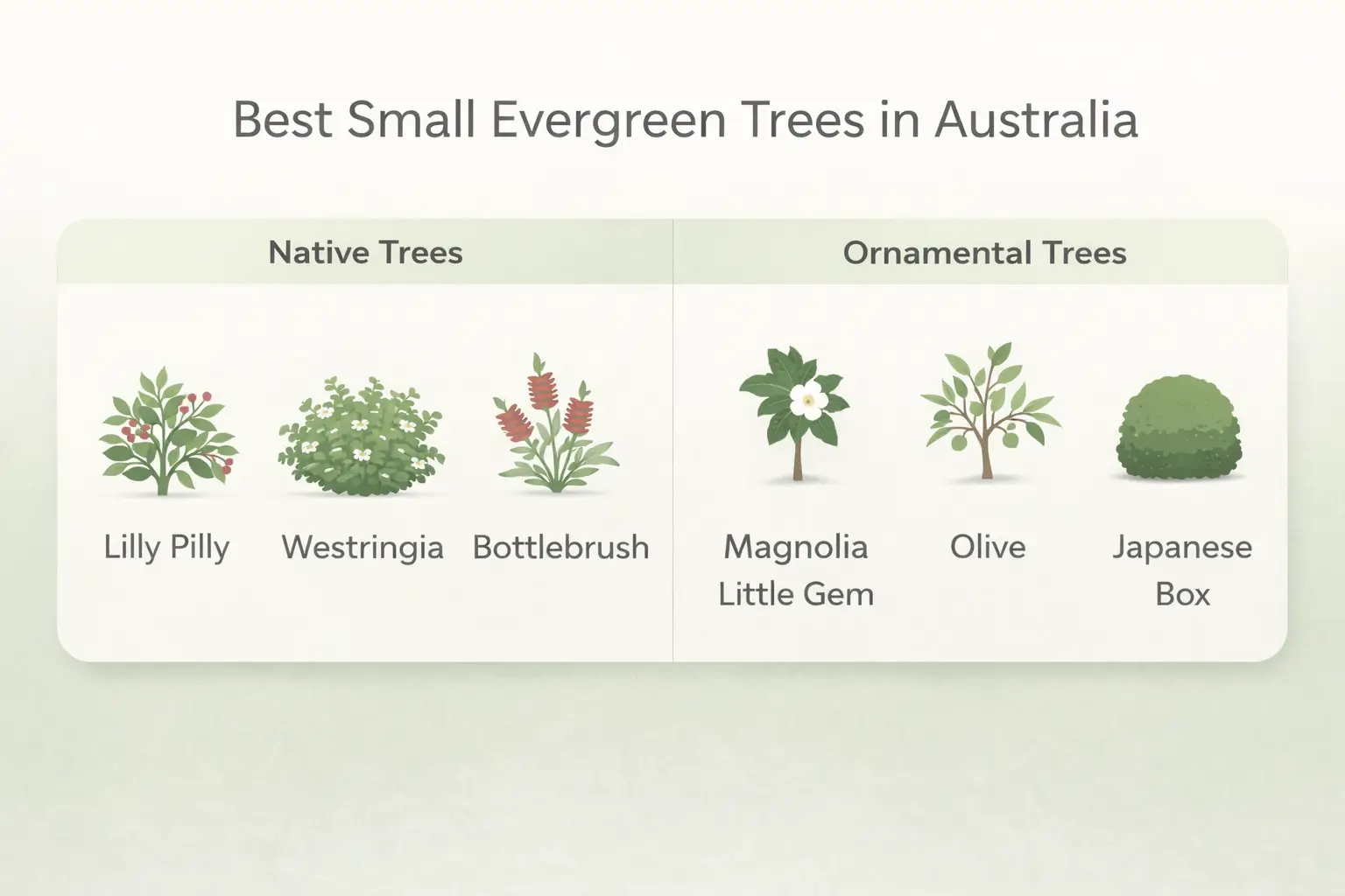 small evergreen tree