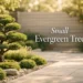 small evergreen tree