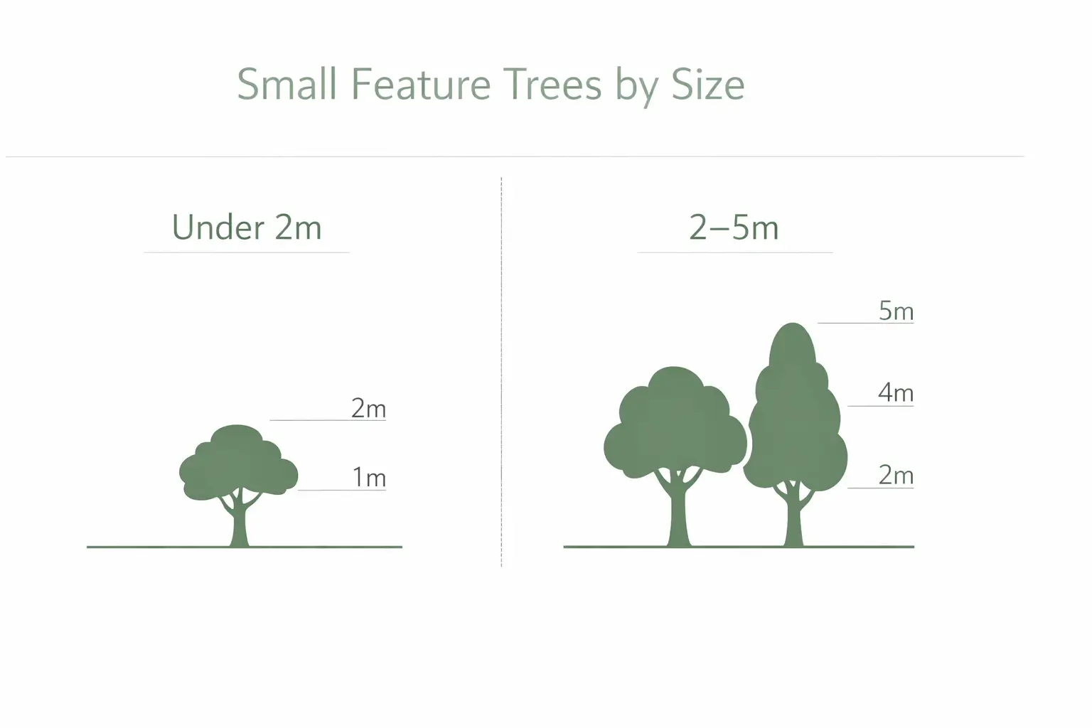 small feature trees australia