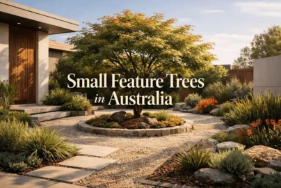 small feature trees australia