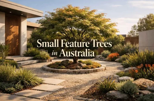 small feature trees australia