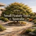 small feature trees australia