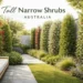 tall narrow shrubs australia