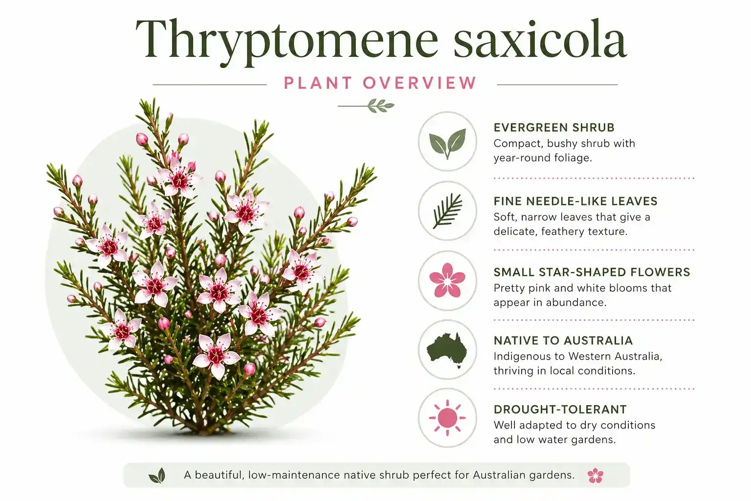 thryptomene saxicola