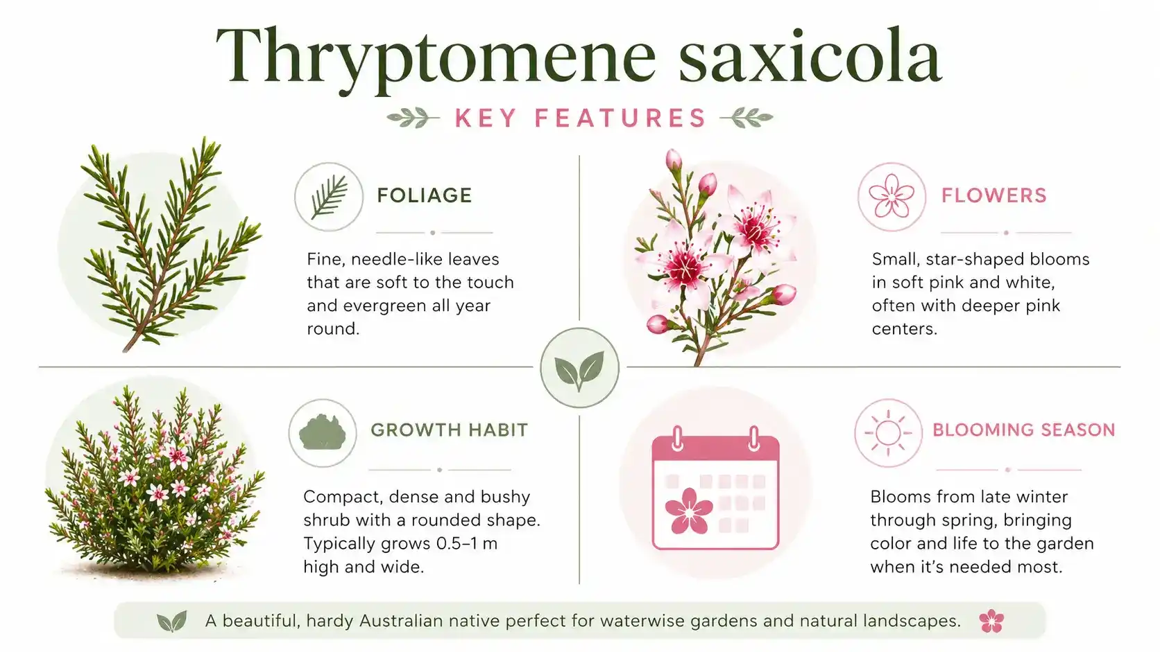 thryptomene saxicola