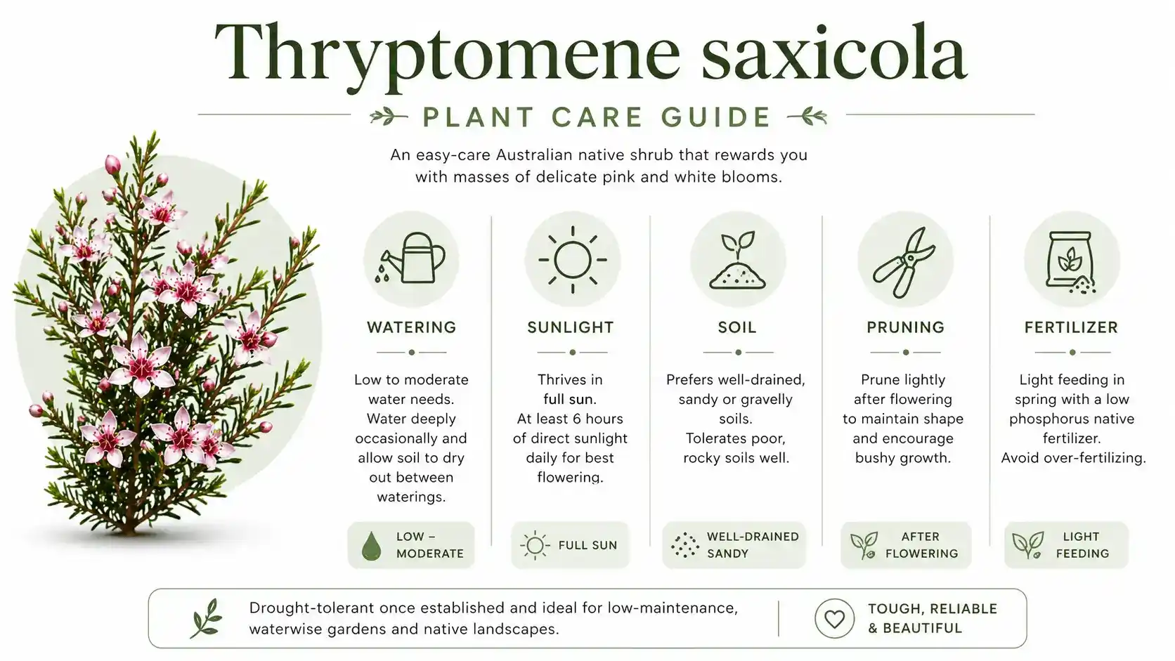 thryptomene saxicola