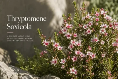 thryptomene saxicola