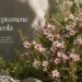 thryptomene saxicola