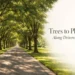 tree in summer