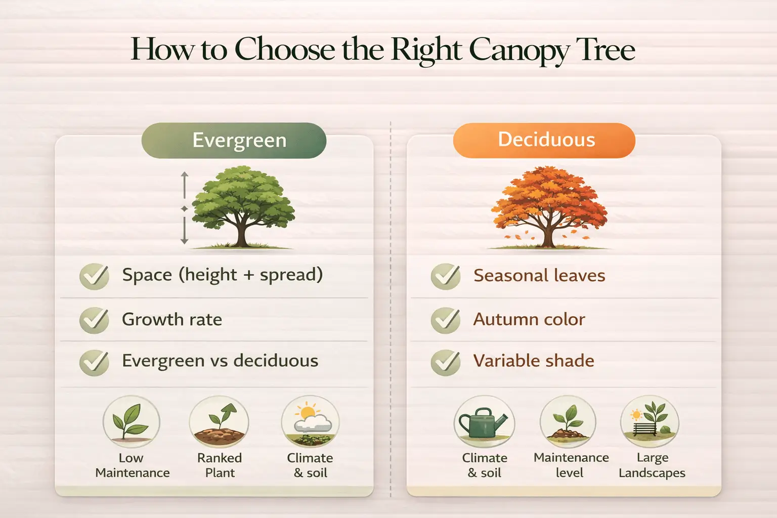 tree with wide canopy