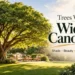 tree with wide canopy