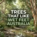 trees that like wet feet australia