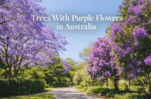 trees with purple flowers australia