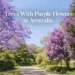 trees with purple flowers australia