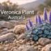 veronica plant australia