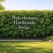 waterhousea floribunda hedge