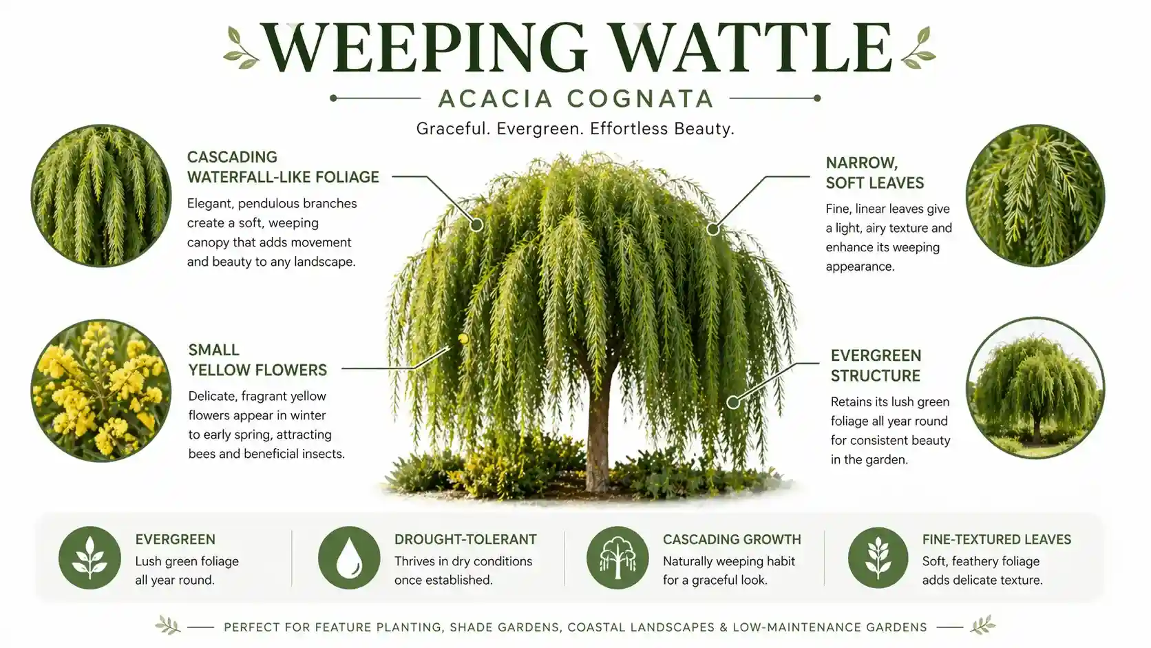 weeping wattle