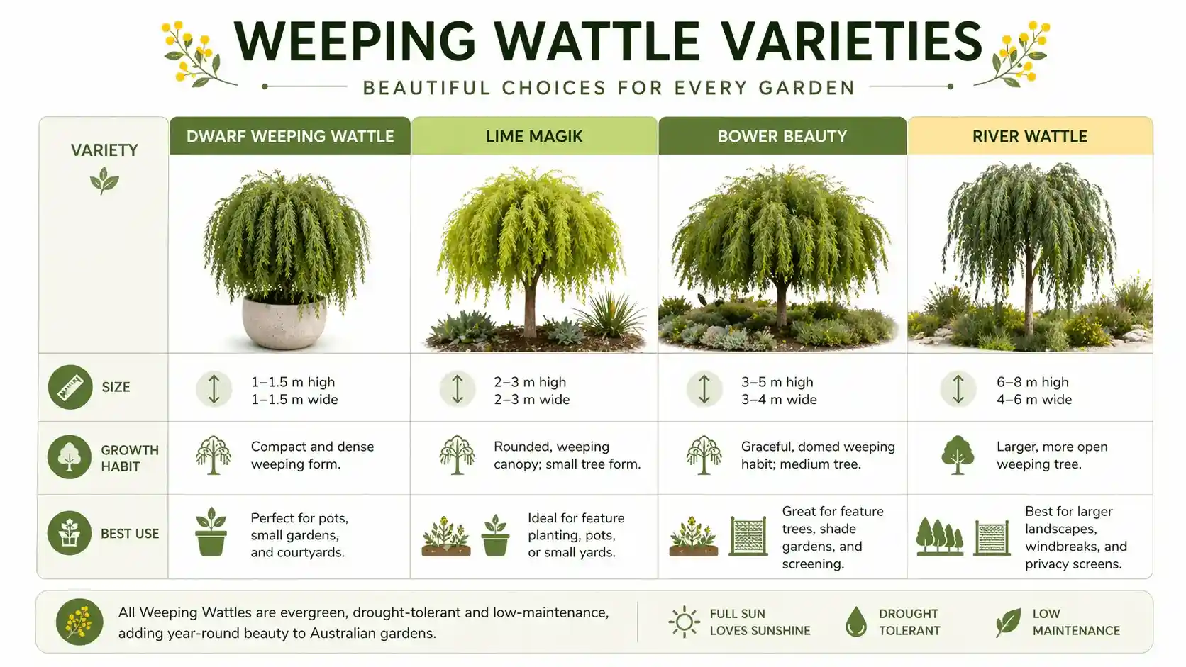 weeping wattle