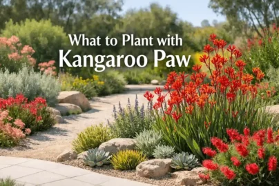 what to plant with kangaroo paw