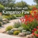 what to plant with kangaroo paw