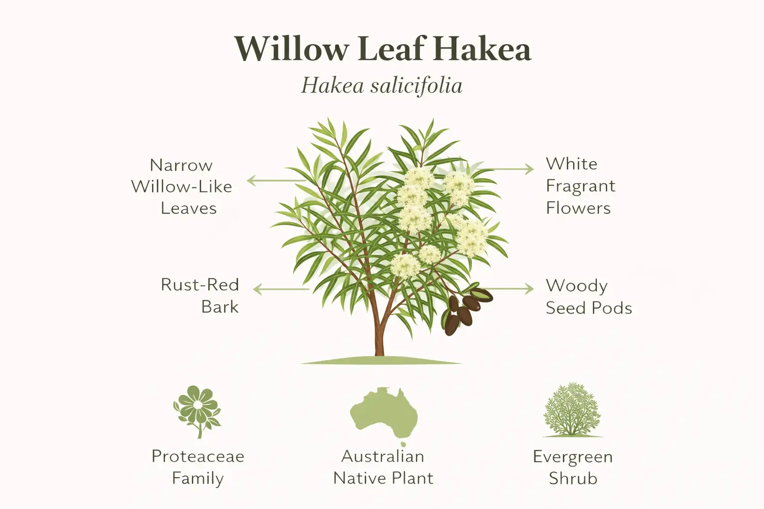willow leaf hakea