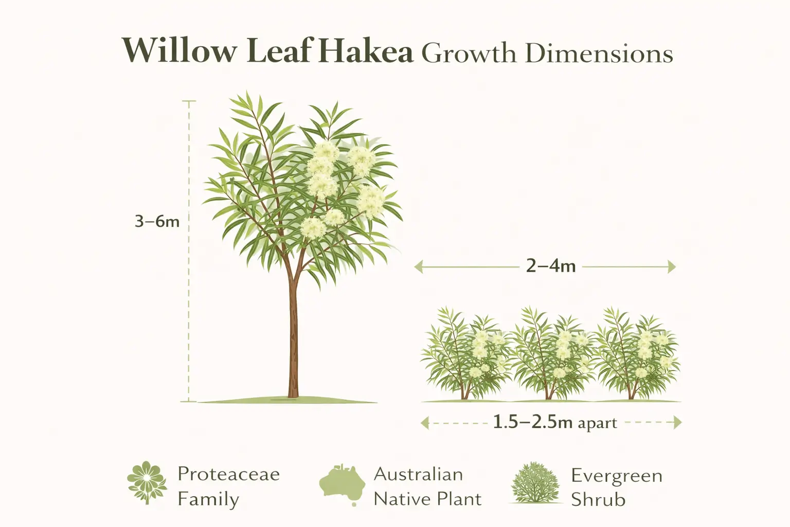 willow leaf hakea