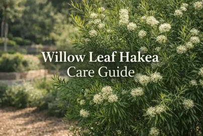 willow leaf hakea