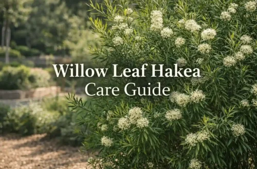willow leaf hakea