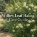 willow leaf hakea