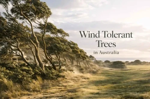 wind tolerant trees australia