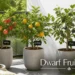 Dwarf Fruit Trees
