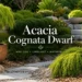 acacia cognata dwarf