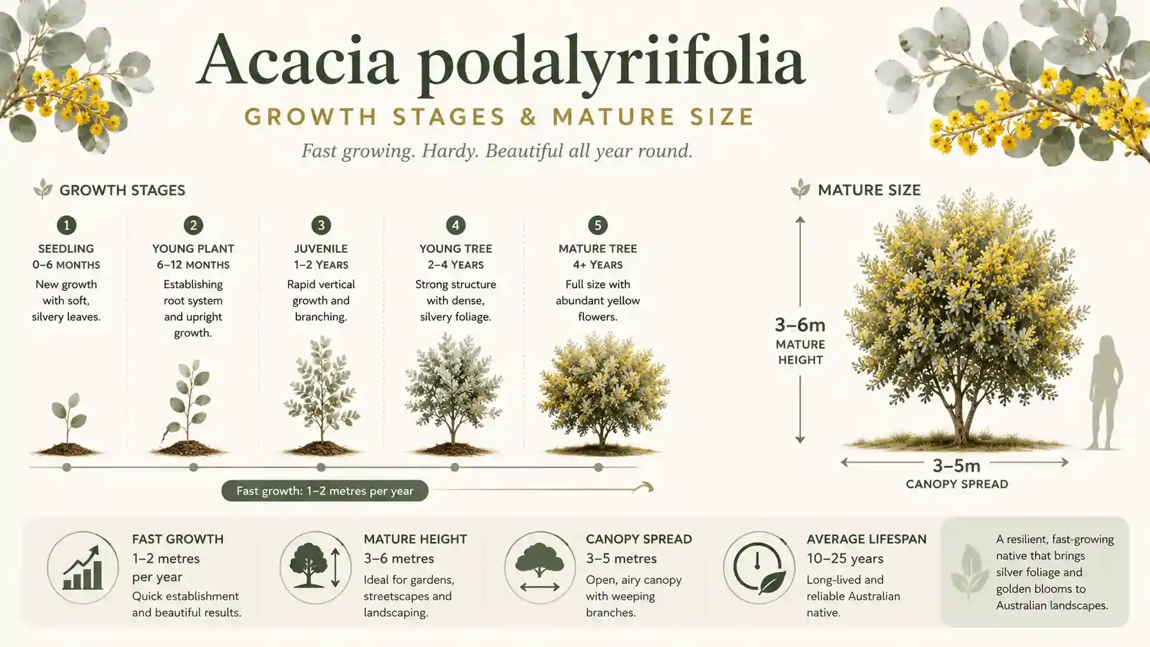 acacia podalyriifolia