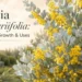 acacia podalyriifolia