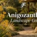 anigozanthos landscape gold