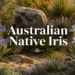 australian native iris