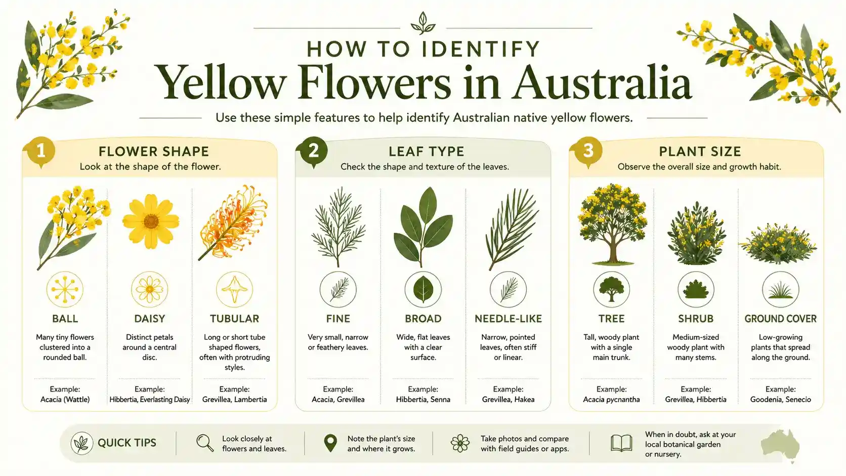 australian native yellow flowers