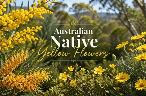 australian native yellow flowers