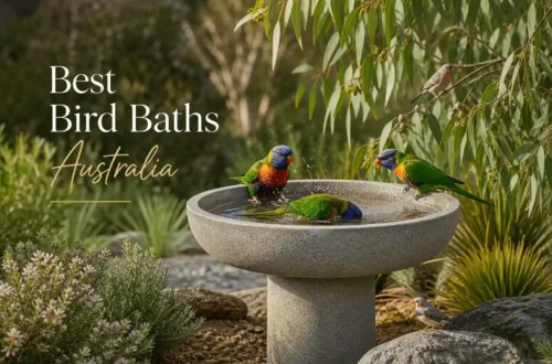 best bird baths australia