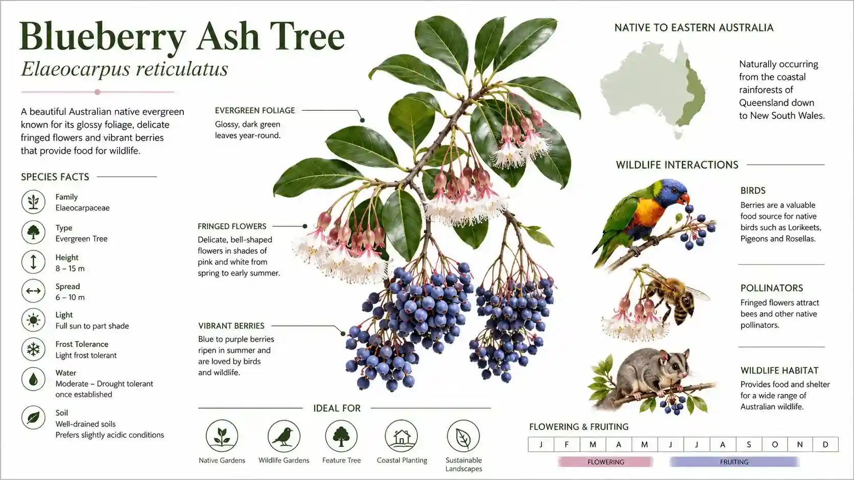 blueberry ash tree