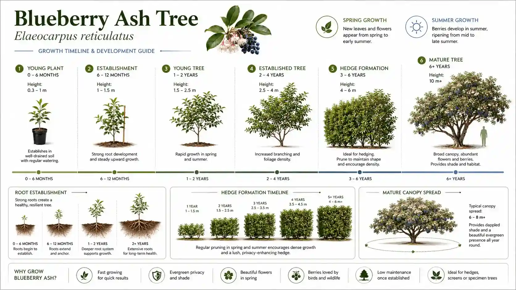blueberry ash tree