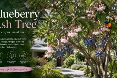 blueberry ash tree